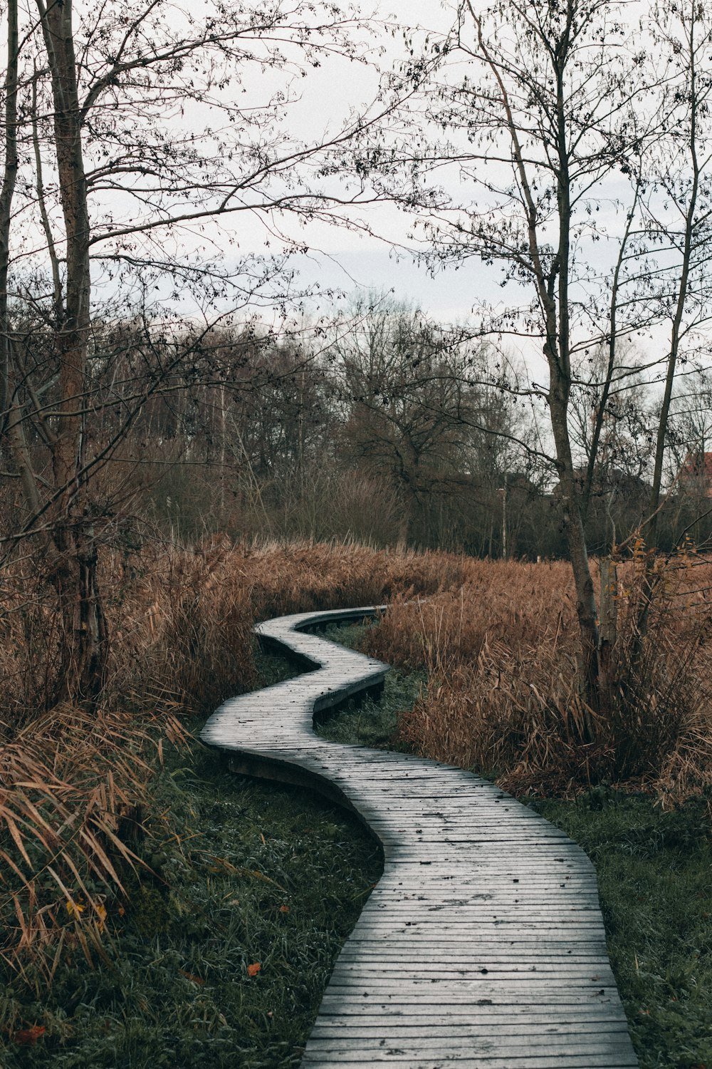 Understanding Trauma and Trauma Responses